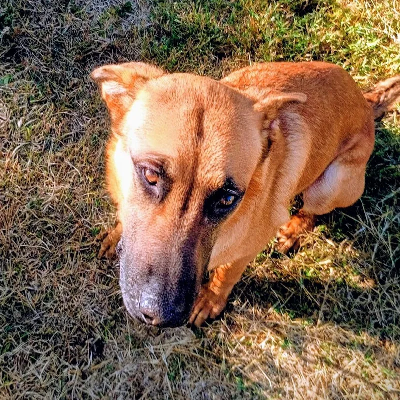 Caliber D thumbnail 3