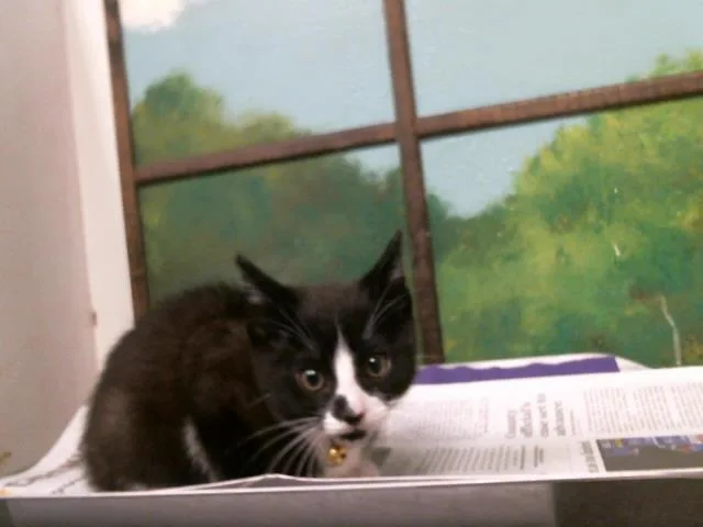 A baby small-sized female Domestic Short Hair cat named Busterina for adoption in Houston, TX