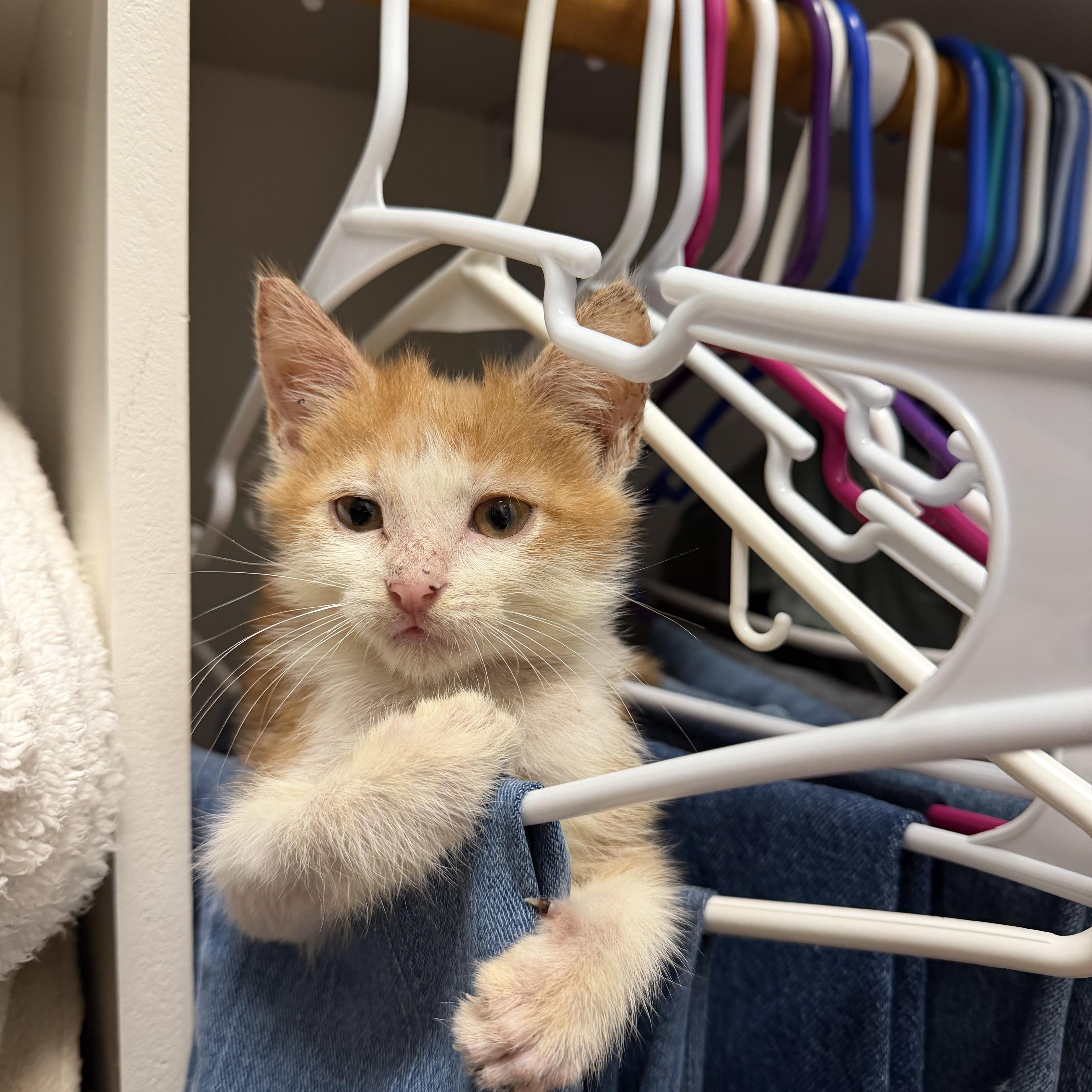 A baby medium-sized male Domestic Short Hair cat named Oakley for adoption in Easley, SC
