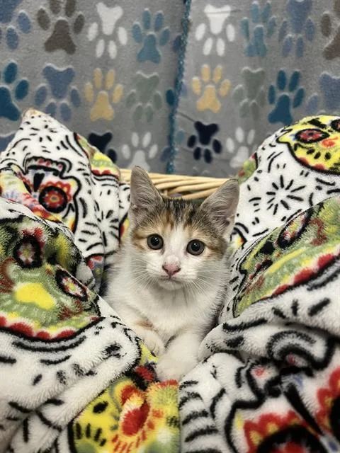 A baby small-sized female Domestic Short Hair cat named Storm for adoption in Rosenberg, TX