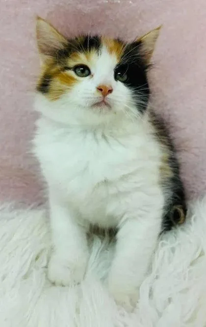 A young medium-sized female Domestic Medium Hair cat named Peace Lily for adoption in Clarkesville, GA