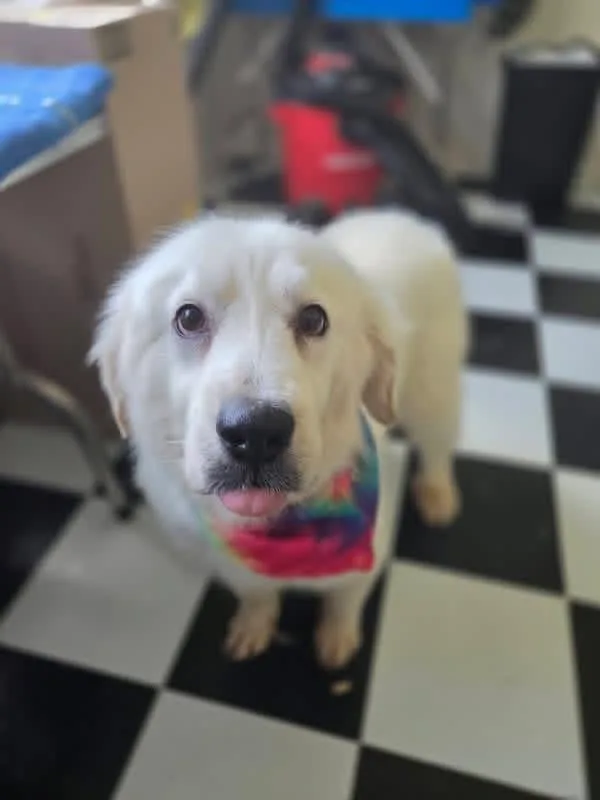 An adult large-sized female White / Cream Great Pyrenees dog named Daisy Mae for adoption in Columbus, OH