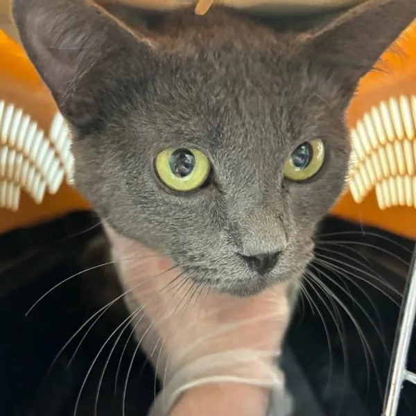 An adult small-sized male Domestic Short Hair cat named Zeplin for adoption in Des Moines, IA