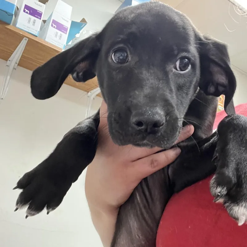A baby small-sized male Black Labrador Retriever dog named Trapper for adoption in Parrish, AL