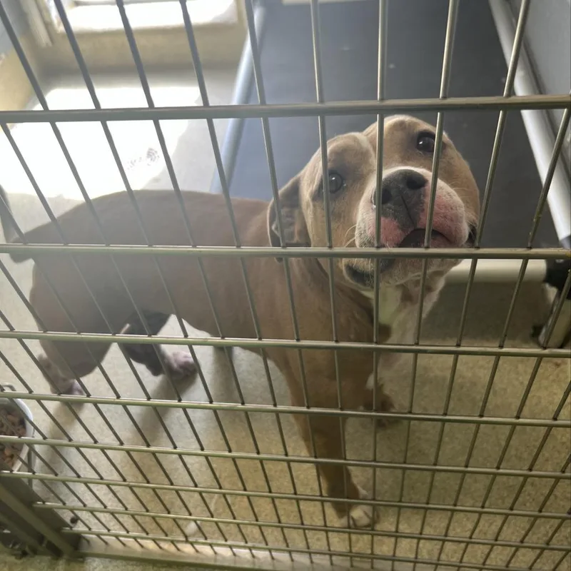 An adult medium-sized female Brown / Chocolate Pit Bull Terrier dog named Mud Flap for adoption in Windsor, VA
