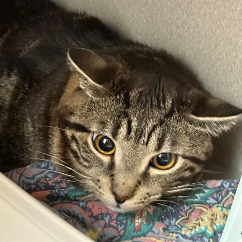 An adult medium-sized female Brown / Chocolate Domestic Short Hair cat named Blythe for adoption in Oshkosh, WI