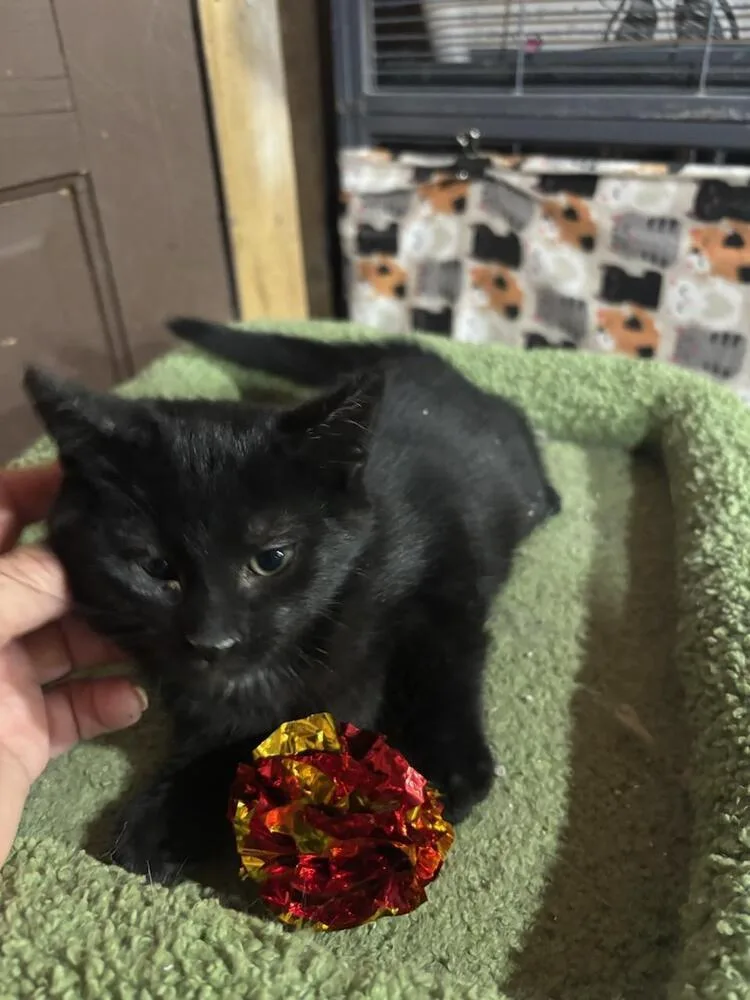 A baby small-sized female Black Domestic Short Hair cat named Ophelia for adoption in Mooresville, NC
