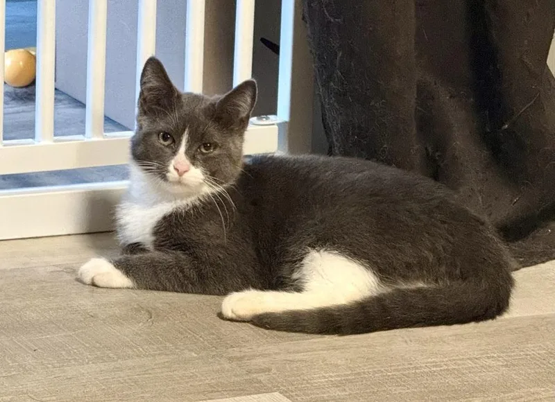 A baby small-sized male Gray & White Domestic Short Hair cat named Chuck Norris for adoption in Taylor, PA