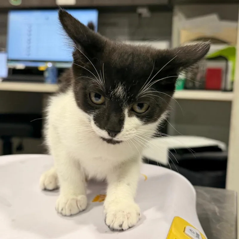 A baby small-sized female Domestic Short Hair cat named Sierra for adoption in Tampa, FL