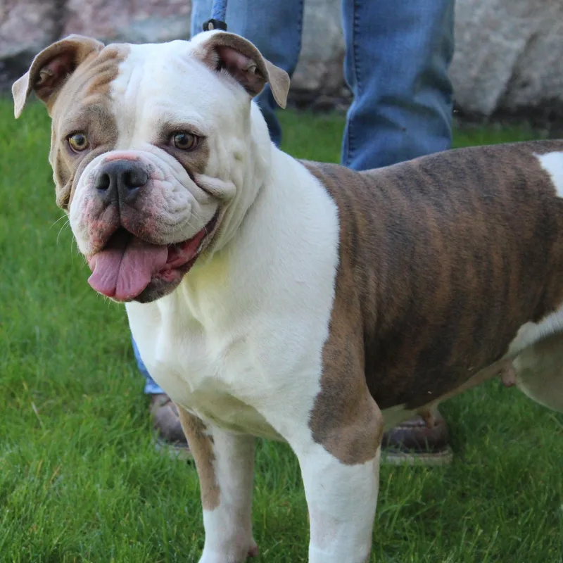 An adult medium-sized female Brindle English Bulldog dog named Trixie for adoption in Eaton, OH