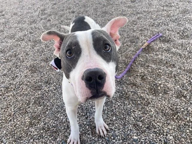 A young medium-sized female Pit Bull Terrier dog named Snugbug for adoption in Mesa, AZ