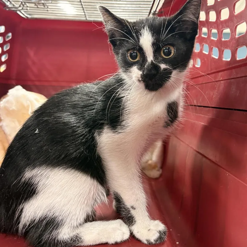 A baby small-sized female White Domestic Short Hair cat named MooMoo for adoption in Newark, NJ