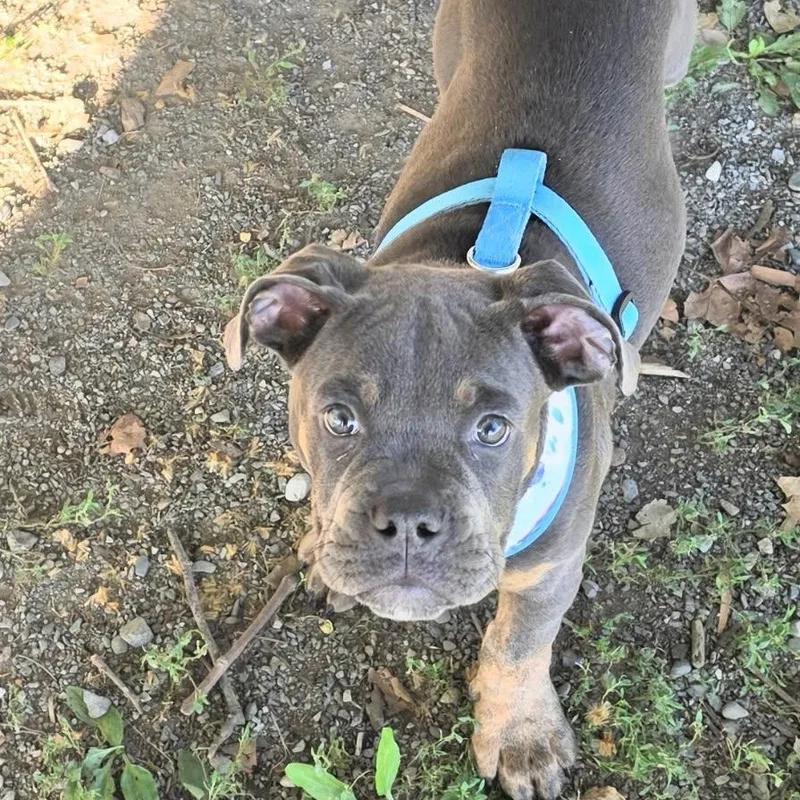 A young medium-sized male Bulldog dog named Mack for adoption in Hamilton, NJ