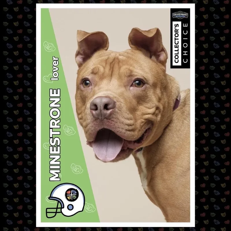 A young medium-sized male Yellow / Tan / Blond / Fawn Mixed Breed dog named Minestrone for adoption in Pittsburgh, PA