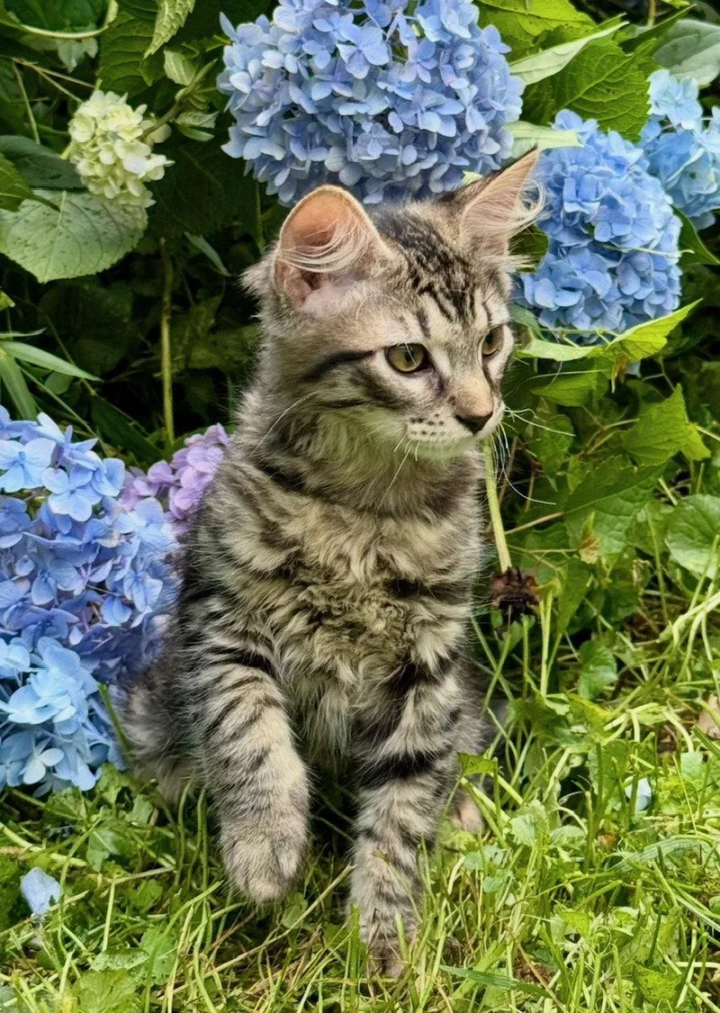 A baby medium-sized male Domestic Short Hair cat named Rome for adoption in Herndon, VA
