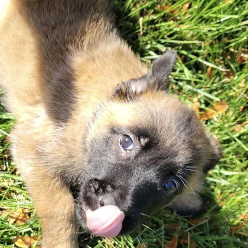 A baby medium-sized female Belgian Shepherd / Malinois dog named Skyler for adoption in China Township, MI
