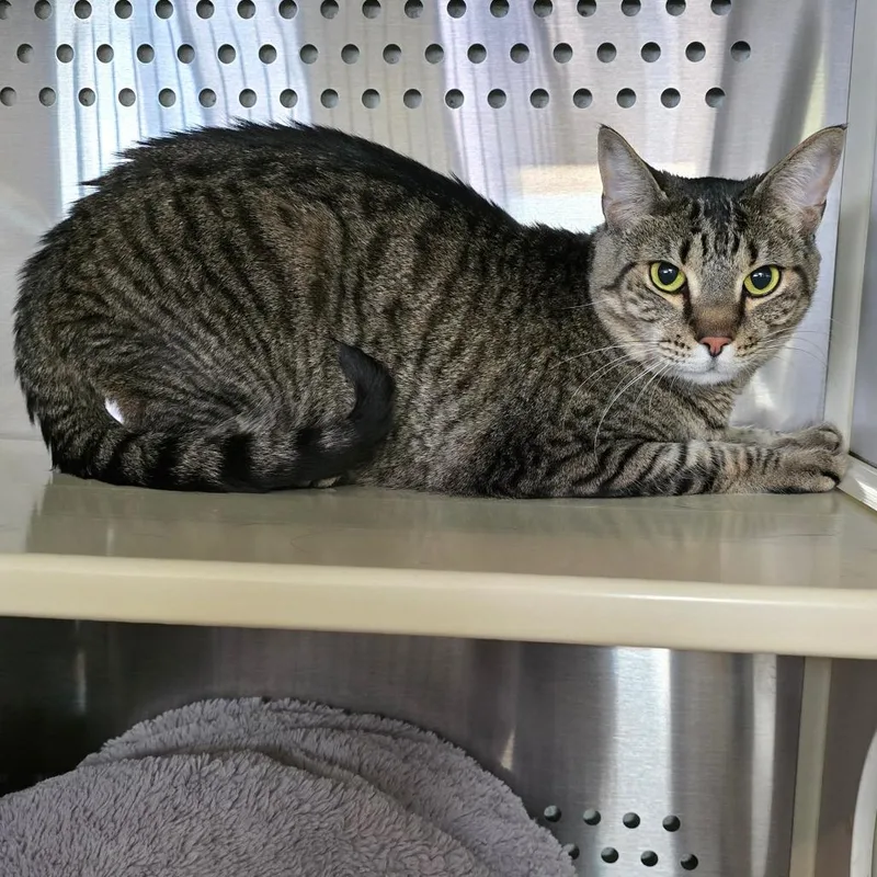 An adult medium-sized female Brown / Chocolate Domestic Short Hair cat named Akira for adoption in Denver, CO
