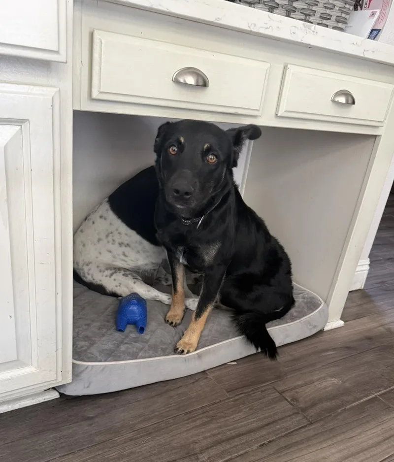 A young medium-sized female Black German Shepherd Dog named Raven for adoption in Murrieta, CA
