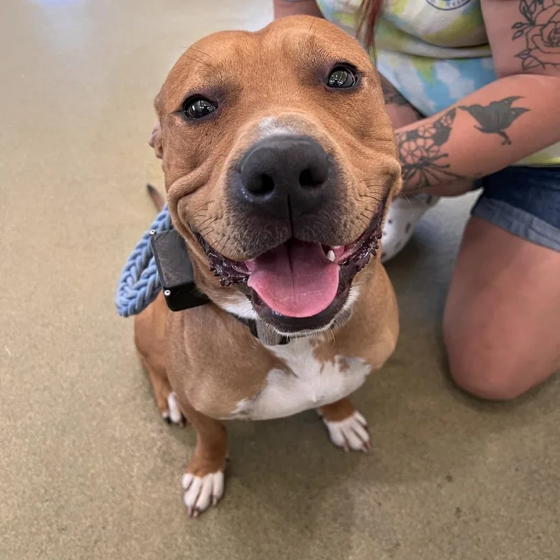 An adult medium-sized male Brown / Chocolate American Bulldog dog named Zeus for adoption in Harrisonburg, VA