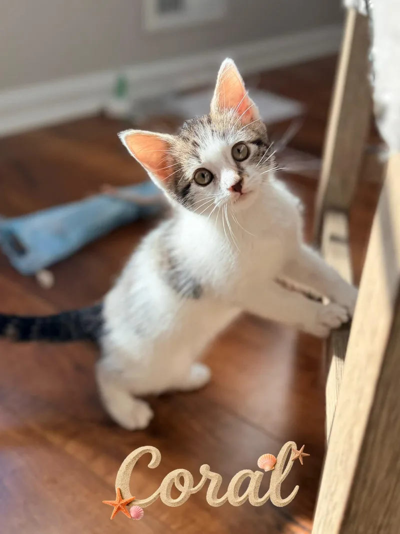 A baby medium-sized female Domestic Short Hair cat named Coral for adoption in Spring Lake, NJ