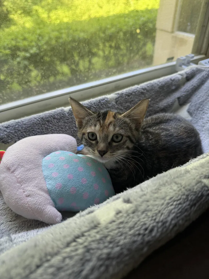 A baby medium-sized female Domestic Short Hair cat named Bonita for adoption in Wesley Chapel, FL