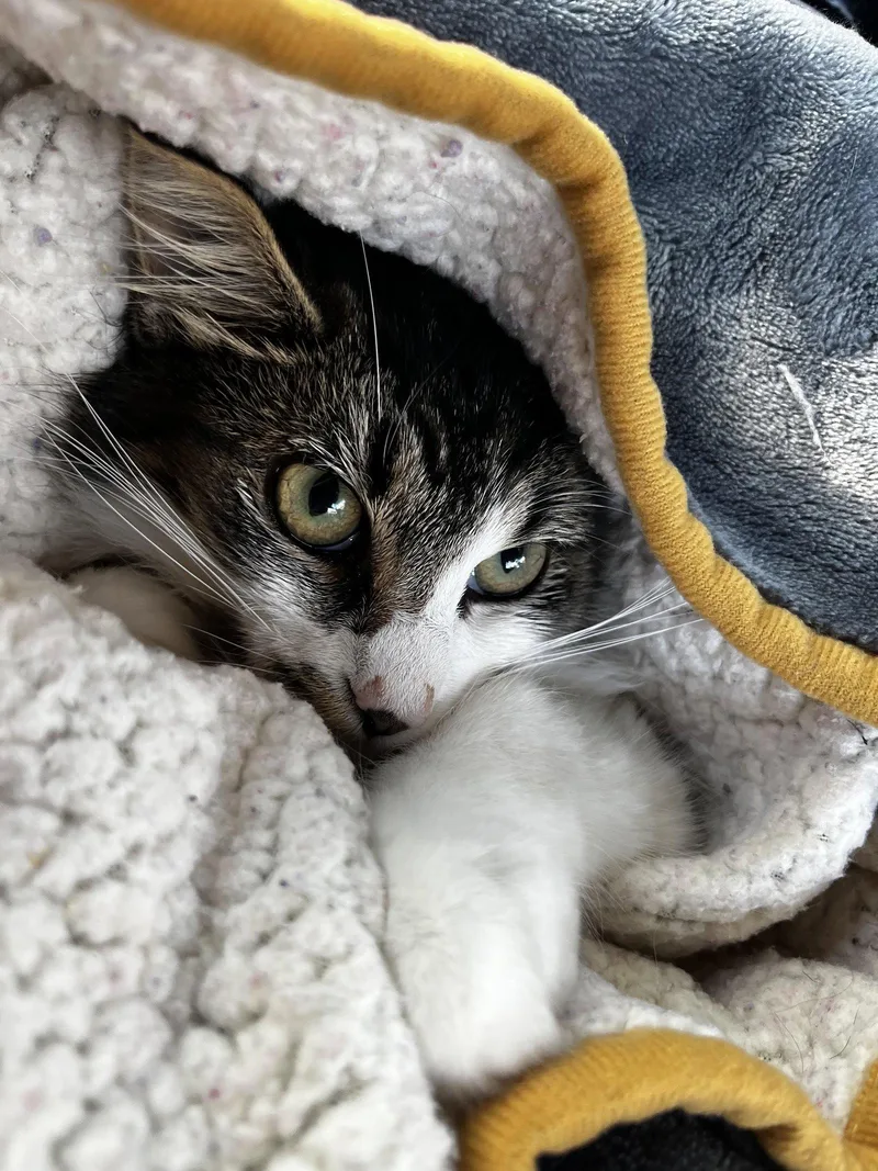 A young medium-sized male Domestic Medium Hair cat named Xander for adoption in Rootstown, OH