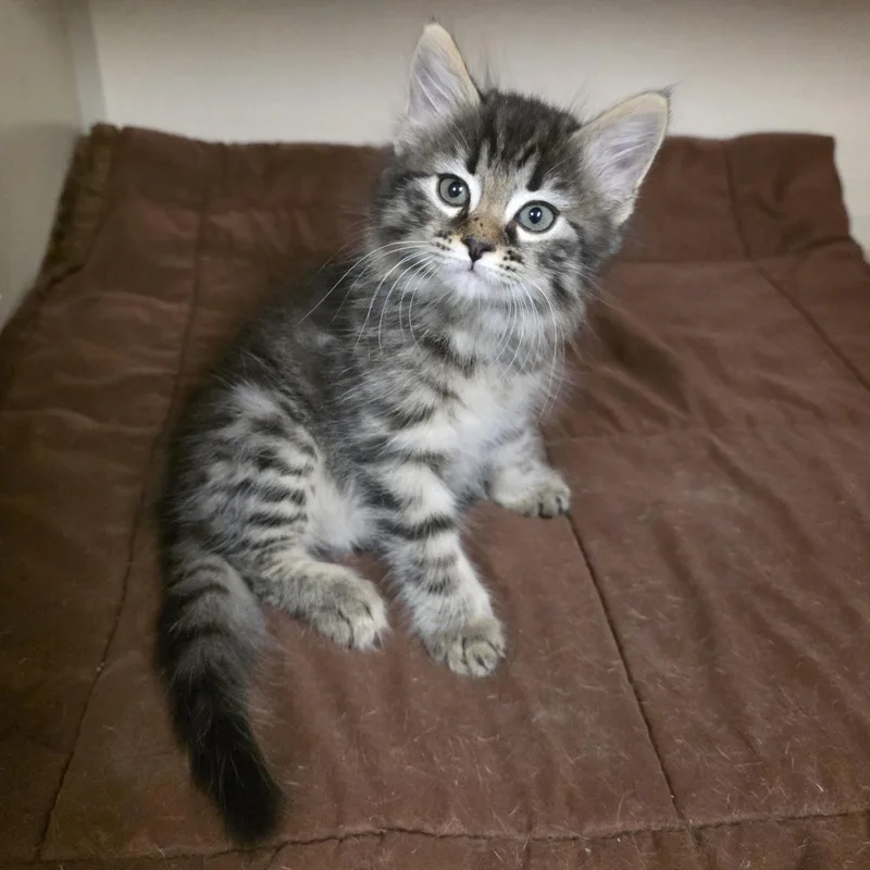 Mimi