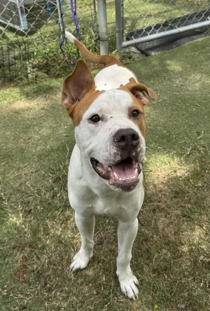 A young medium-sized male White / Cream American Bulldog dog named Lathyrus for adoption in Inverness, FL