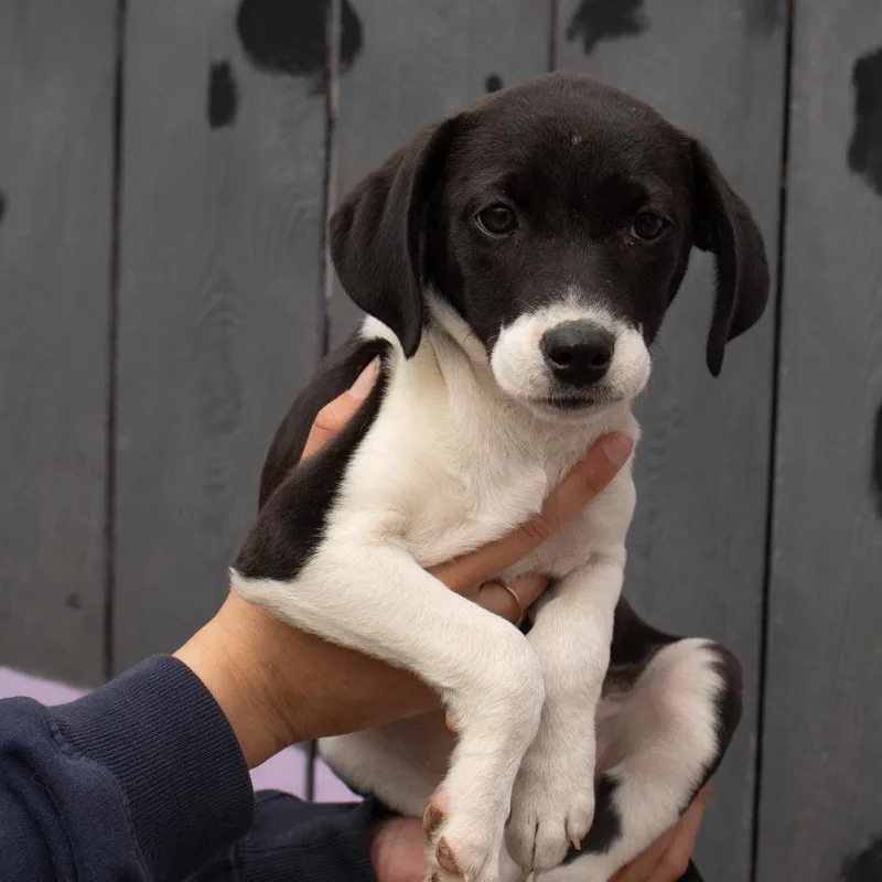 A baby small-sized female Black Beagle dog named Penelope for adoption in Madison, WI