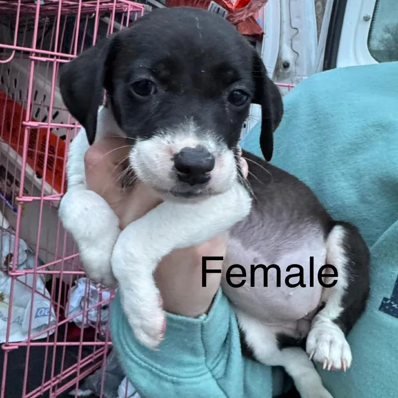 Penelope thumbnail 2