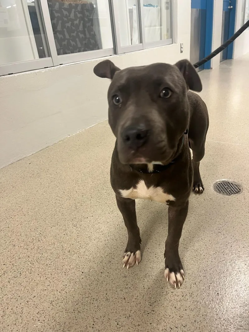 A young medium-sized male Gray / Blue / Silver Pit Bull Terrier dog named Trembles for adoption in Manassas, VA