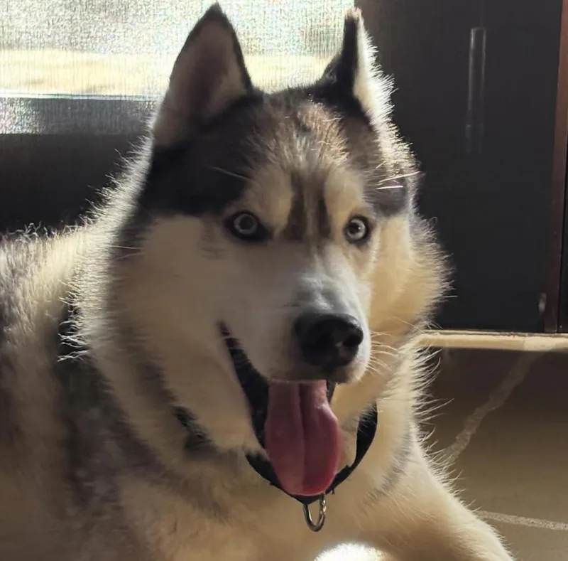 A young medium-sized male Siberian Husky dog named Finn for adoption in torrance, CA