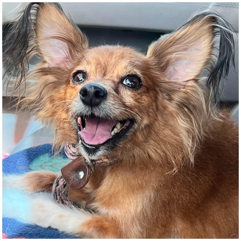 A senior small-sized female Brown / Chocolate Papillon dog named Snickers for adoption in Clovis, CA