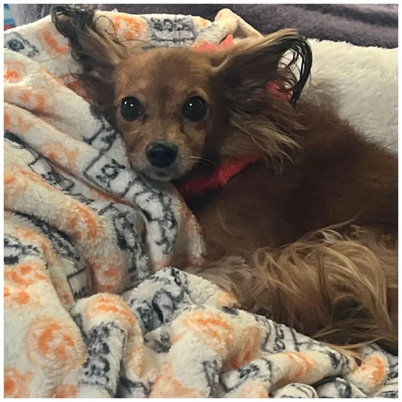 Snickers thumbnail 2