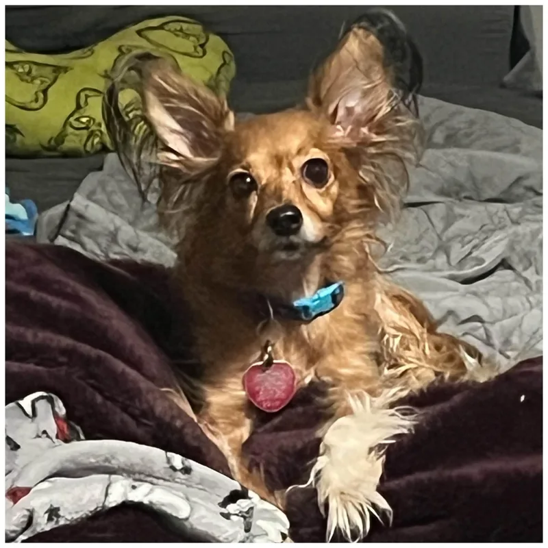 Snickers thumbnail 4
