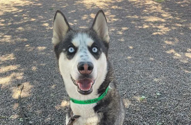 An adult large-sized female Siberian Husky dog named Dottie for adoption in Phoenix, AZ