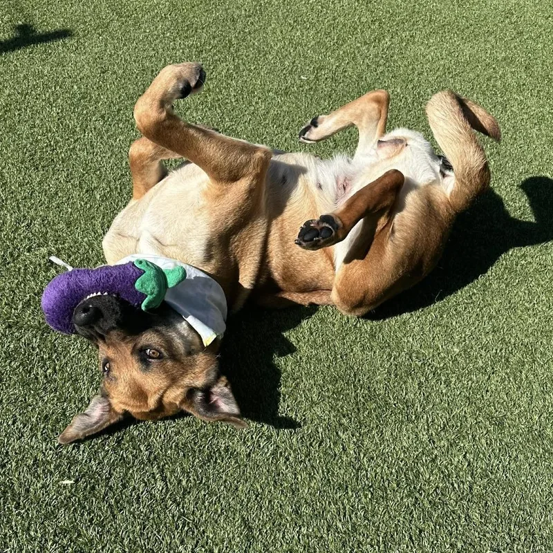 An adult large-sized female Yellow / Tan / Blond / Fawn Mixed Breed dog named Nana for adoption in San Francisco, CA