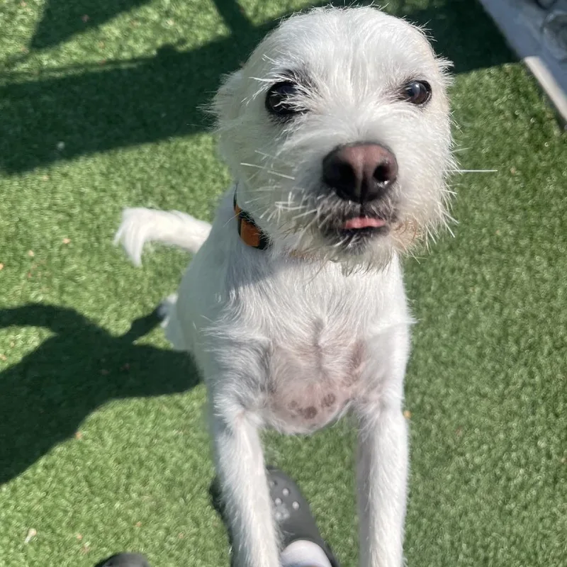 A senior small-sized male Wirehaired Terrier dog named Russell for adoption in La Grange, KY