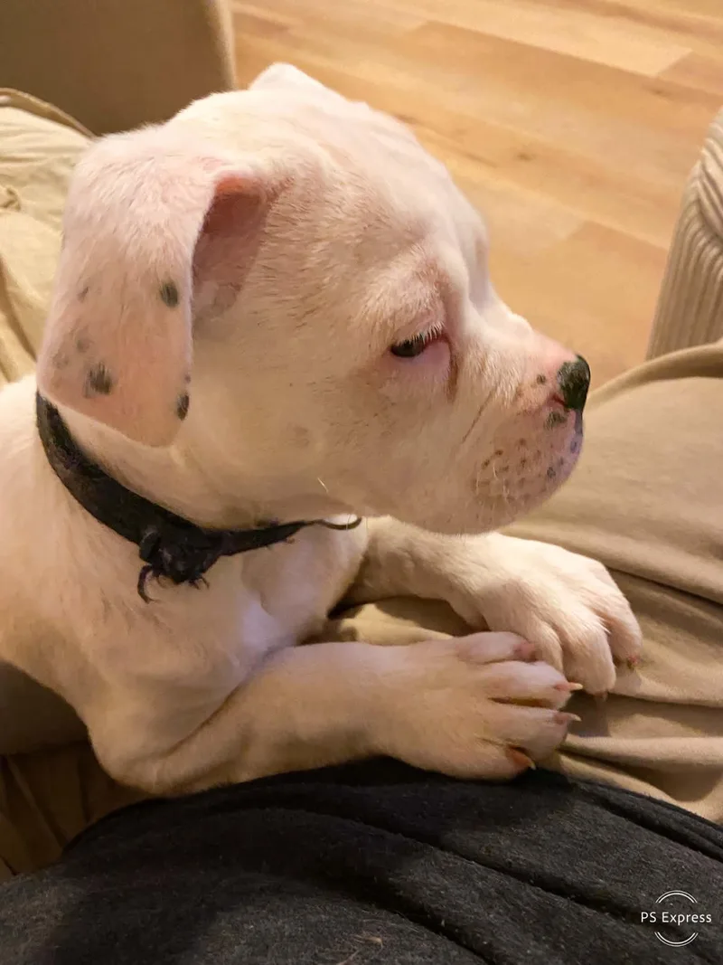 A baby large-sized female Boxer dog named April for adoption in Cedar Rapids, IA