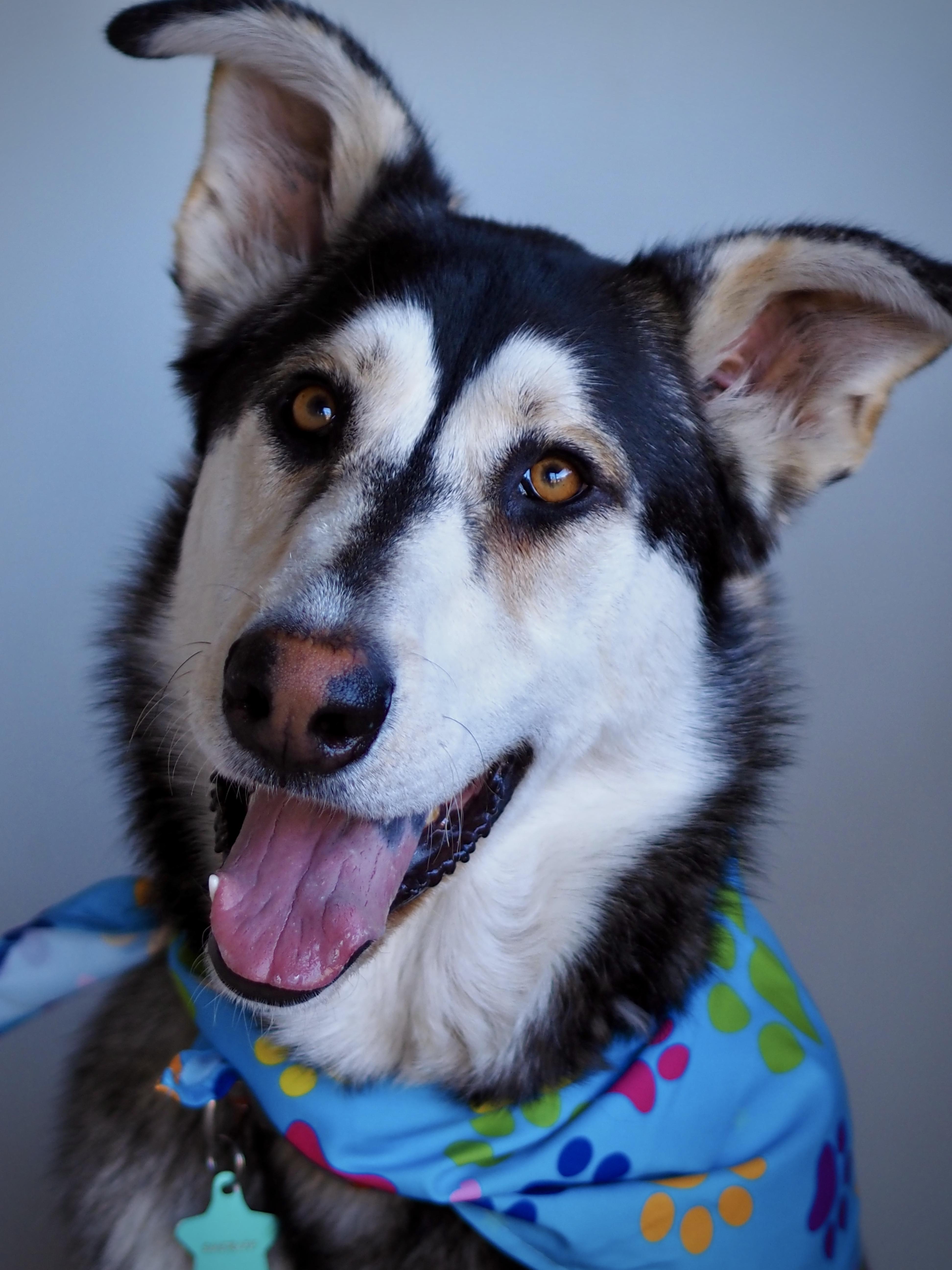 An adult large-sized male Husky dog named Sheriff for adoption in Buena Vista, CO