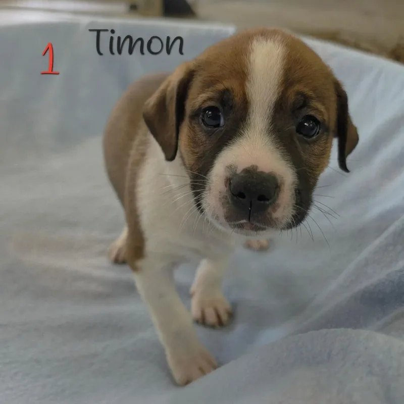 Timon