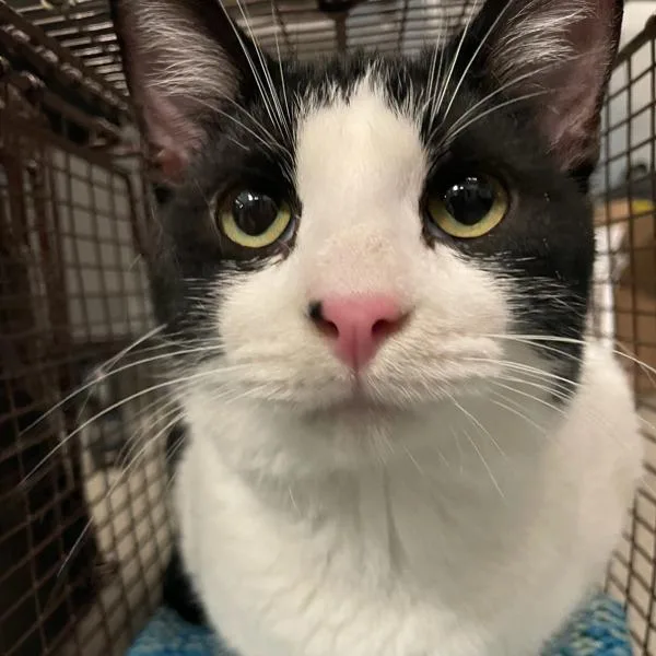 An adult small-sized male Domestic Short Hair cat named Oreo  Bonded Buddy for adoption in Des Moines, IA