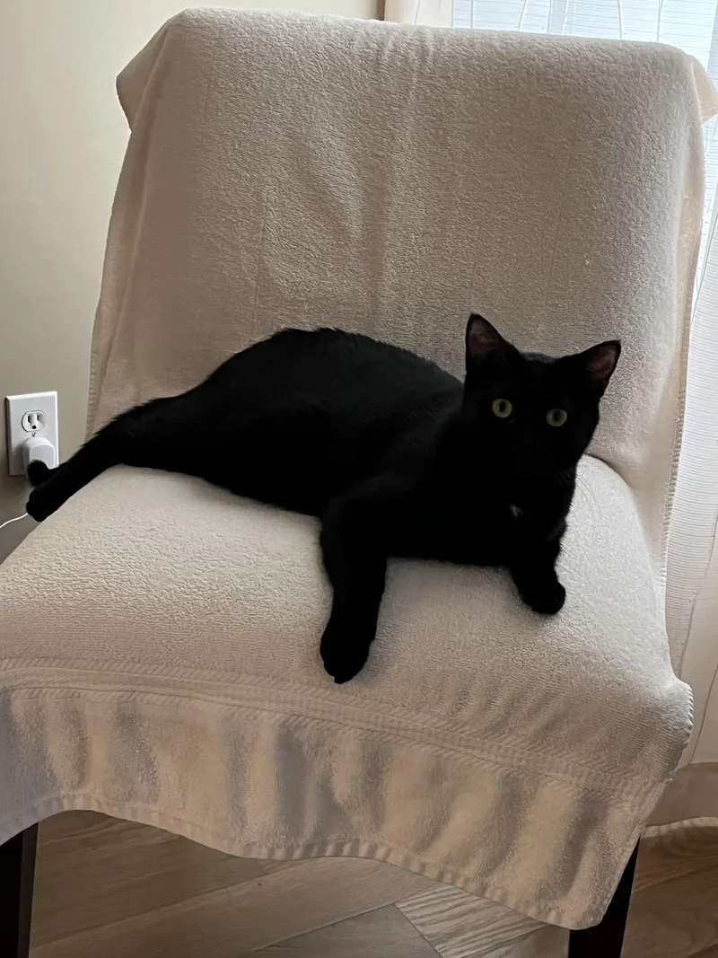 An adult medium-sized female Black Domestic Short Hair cat named Ellie Jo for adoption in Overland Park, KS