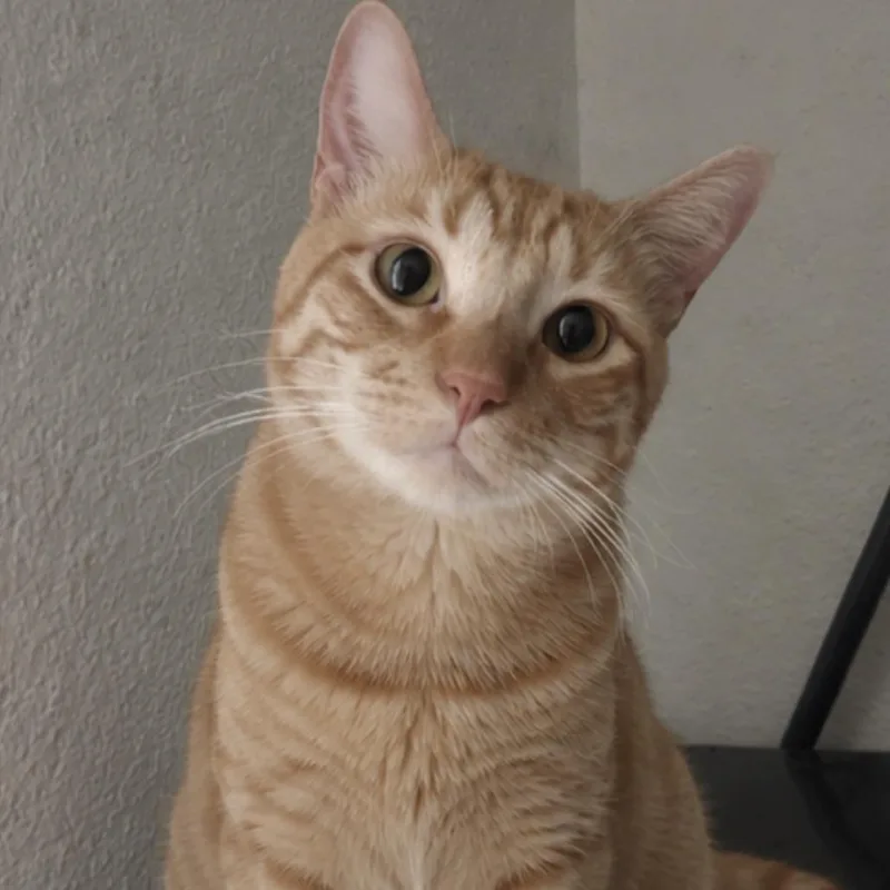 An adult large-sized male Domestic Short Hair cat named Waffles for adoption in Boston, MA