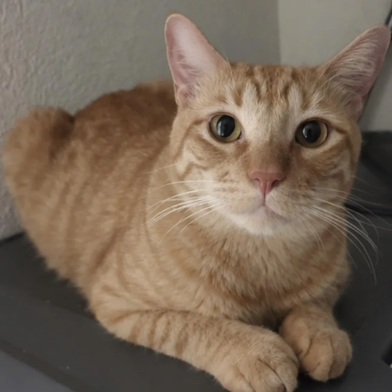 Waffles thumbnail 2