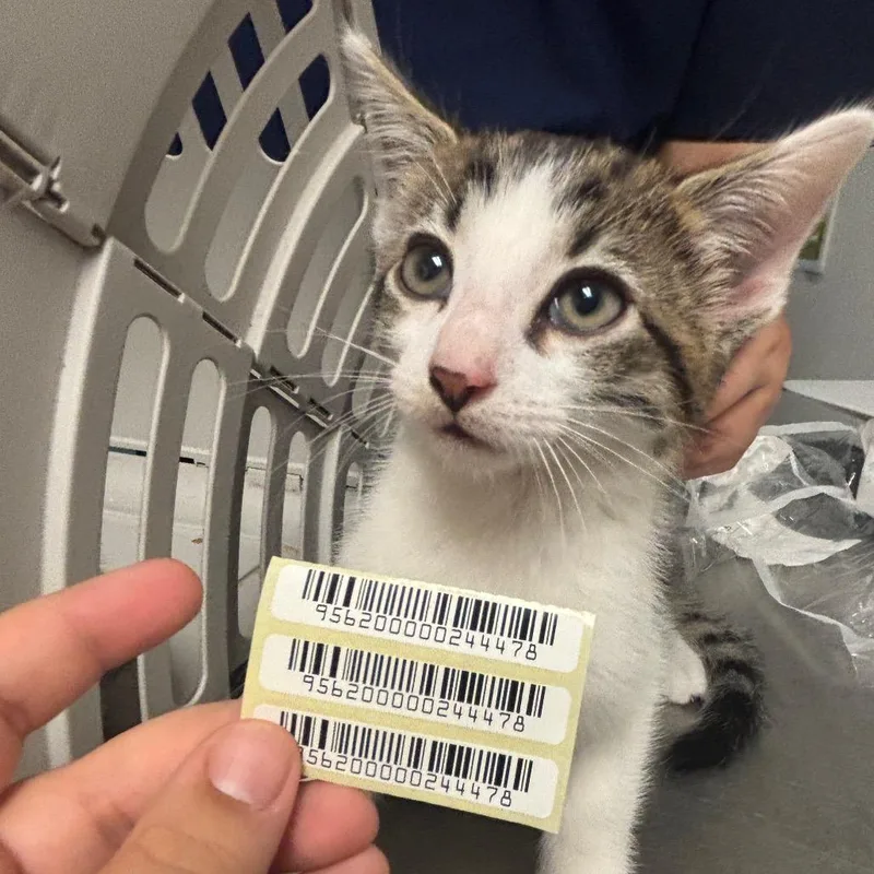 A baby small-sized male Brown / Chocolate Domestic Medium Hair cat named Finn for adoption in Charleston, WV