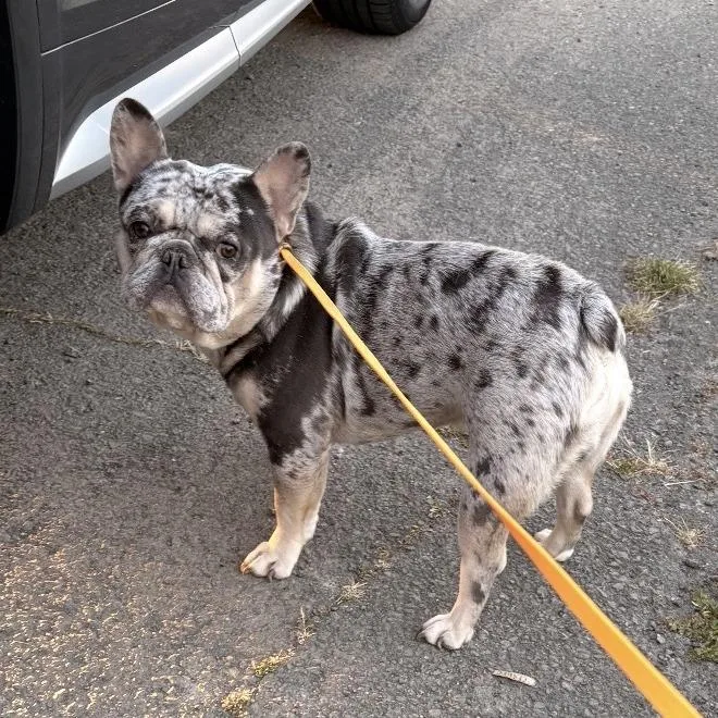 An adult small-sized male Gray / Blue / Silver French Bulldog dog named Gatsby for adoption in Sonoma, CA