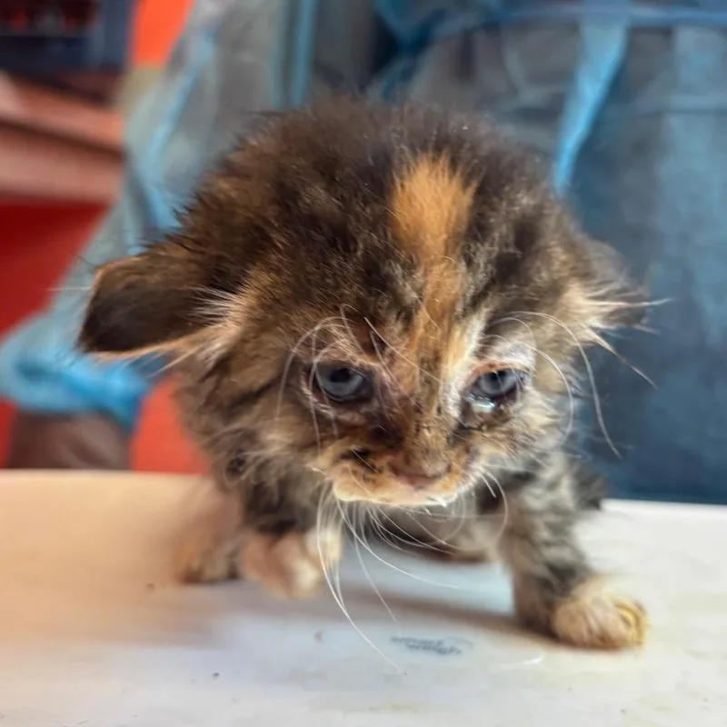 A baby small-sized female Calico Domestic Medium Hair cat named Pastel for adoption in Newark, NJ