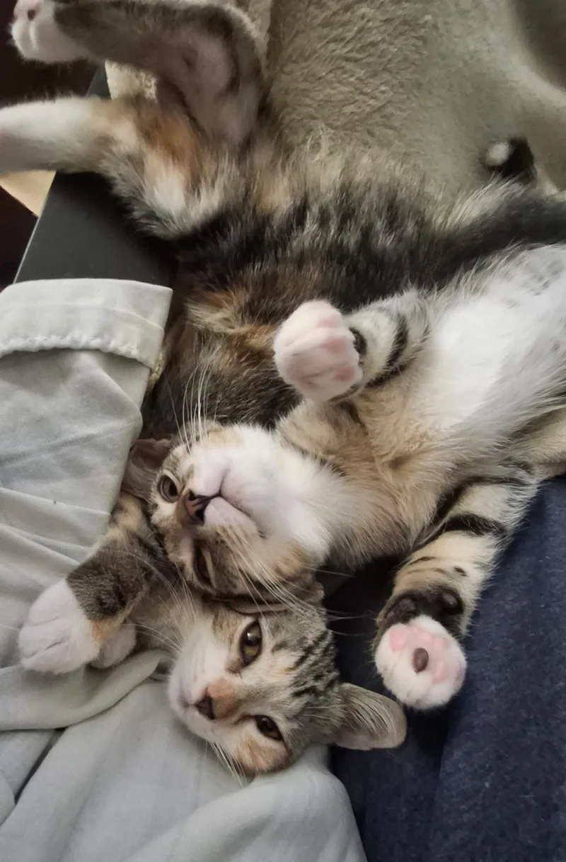 A baby medium-sized female Domestic Short Hair cat named Taylor and Titus for adoption in Wheaton, IL