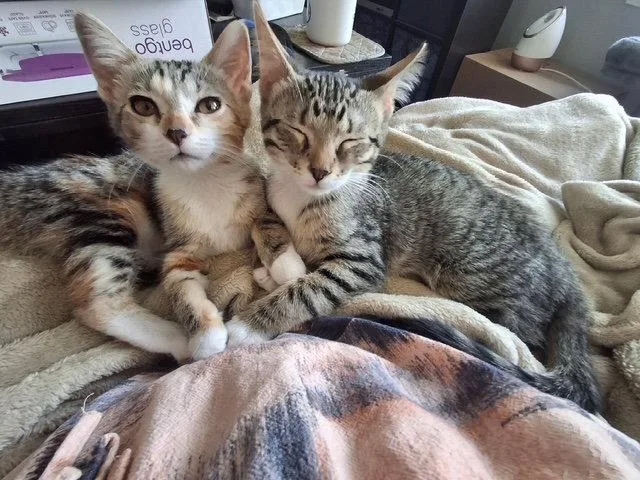Taylor and Titus thumbnail 2
